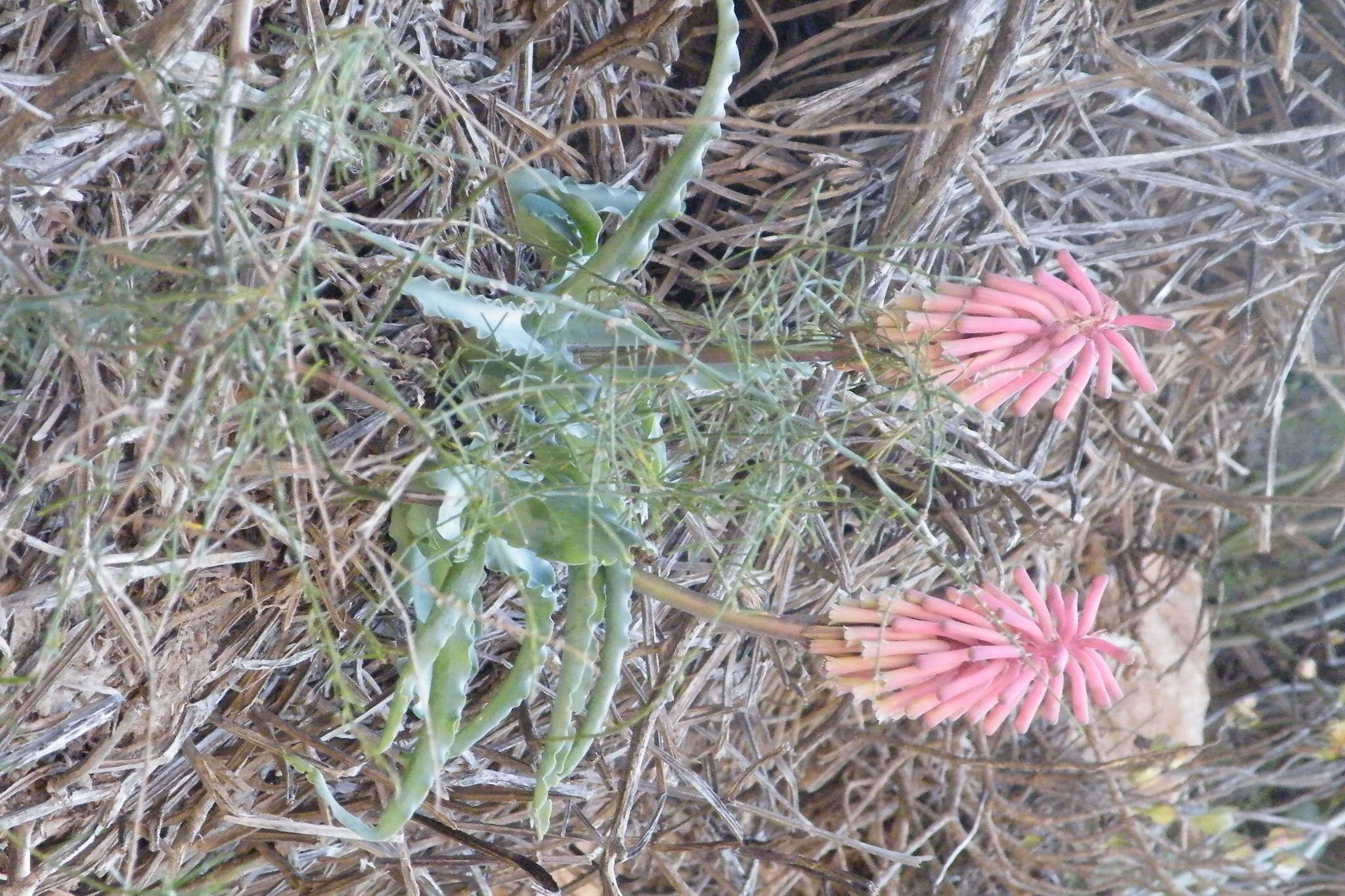 Sivun Veltheimia capensis (L.) Redouté kuva