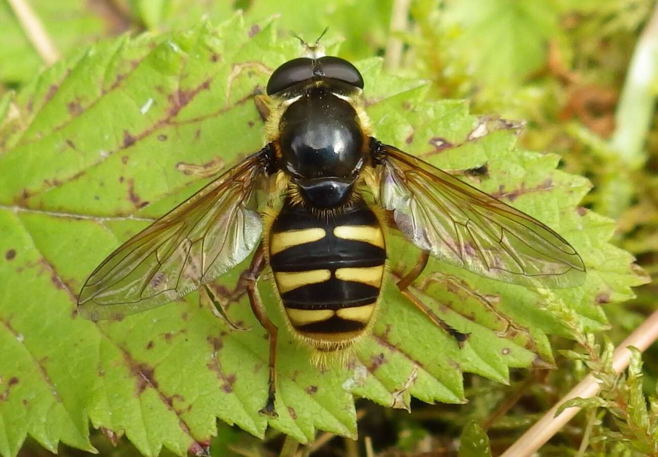 Image of Sericomyia silentis (Harris 1776)