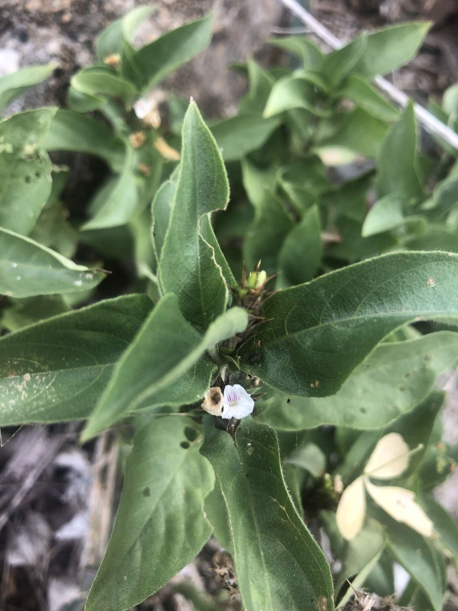 Neuracanthus africanus T. Anders. ex S. Moore resmi