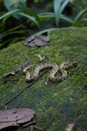 Image of Eyelash Viper