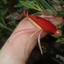 Image de Eremophila decipiens subsp. decipiens