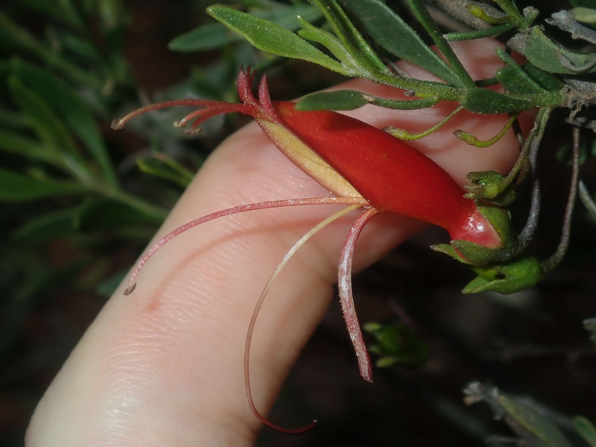 صورة Eremophila decipiens subsp. decipiens