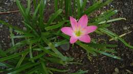 Zephyranthes rosea Lindl. resmi