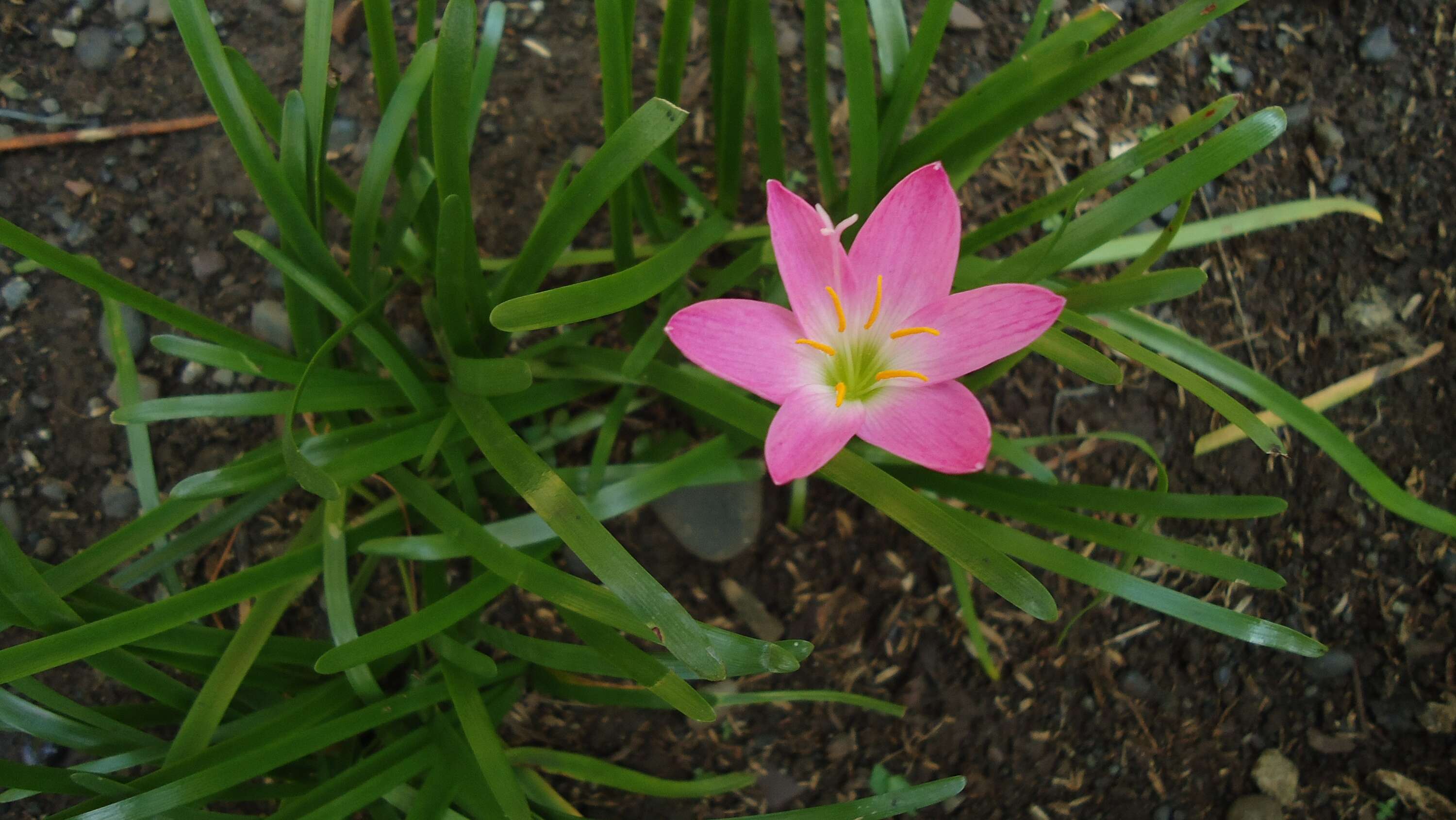 Zephyranthes rosea Lindl. resmi