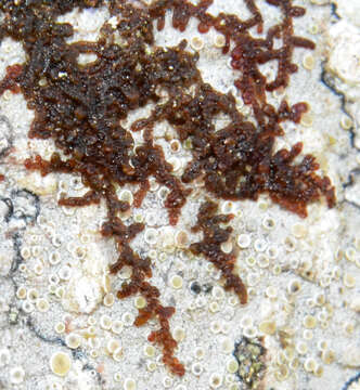 Image of Frullania nisquallensis Sull.