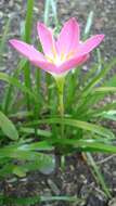 Zephyranthes rosea Lindl. resmi