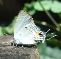 Image of Hypolycaena sipylus Felder 1860