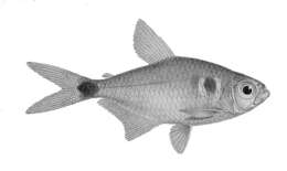 Image of head-and-taillight tetra