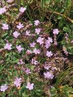 Image of European sea lavendar