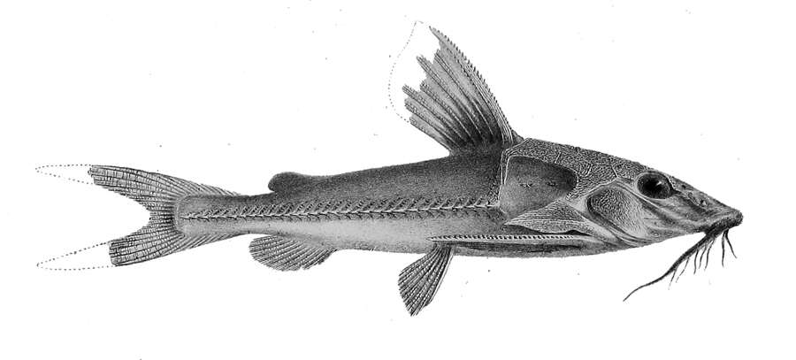 Image of Opsodoras stuebelii (Steindachner 1882)