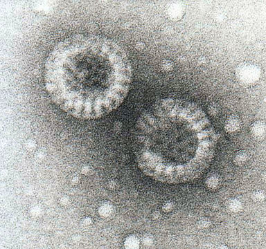 Image of Rotavirus