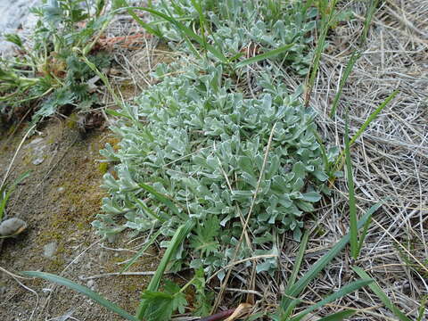 Imagem de Antennaria rosea subsp. pulvinata (Greene) R. J. Bayer