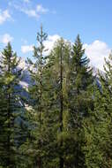 Image of Norway spruce