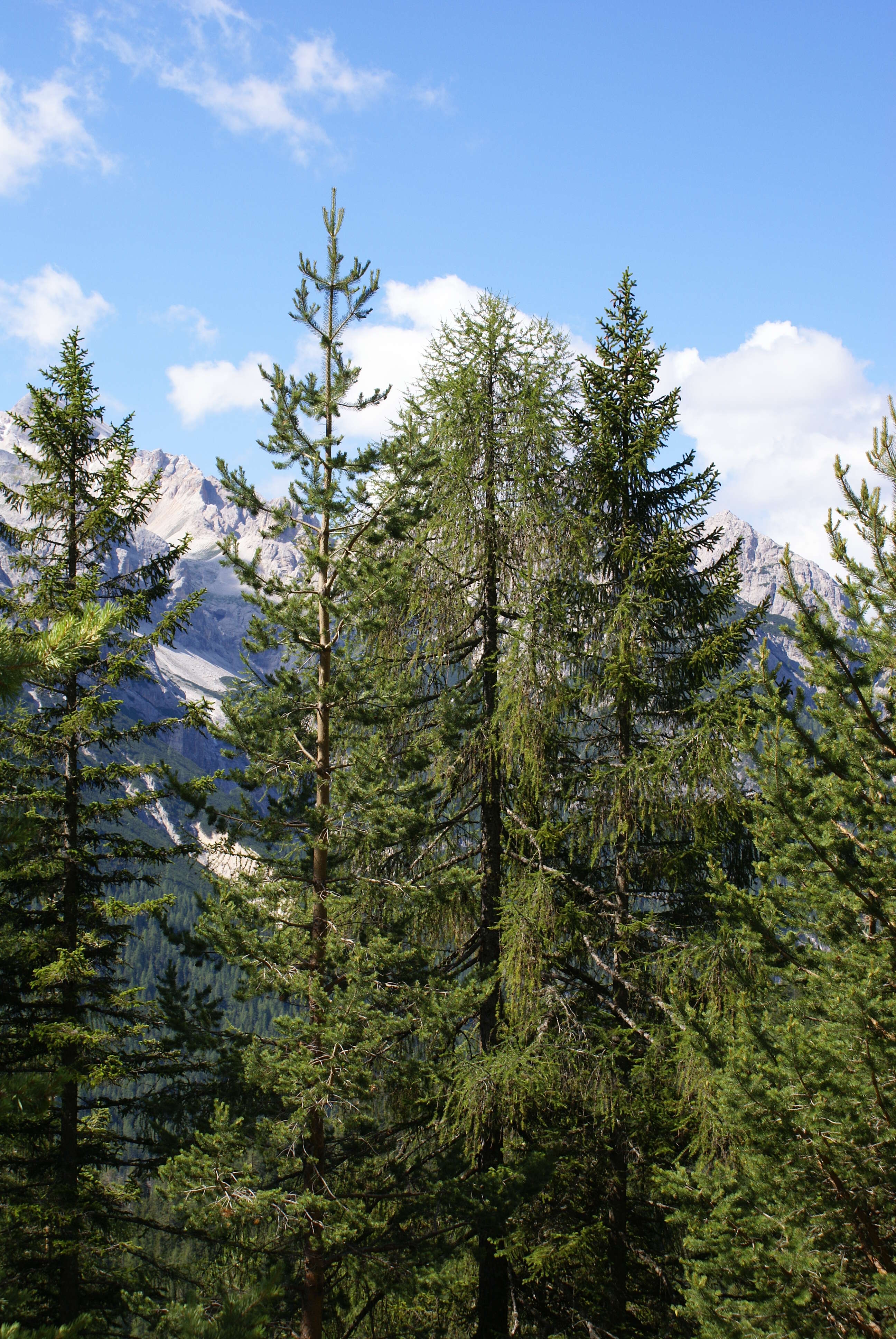 Image of Norway spruce