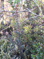 Image of Androstoma empetrifolia Hook. fil.