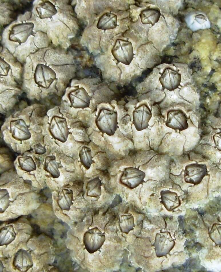 Image of Montagu's stellate barnacle