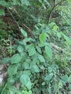 Desmodium canescens (L.) DC. resmi