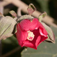 Image de Phymosia umbellata (Cav.) Kearney