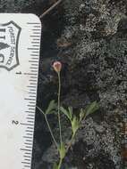 Image de Trifolium bifidum var. bifidum