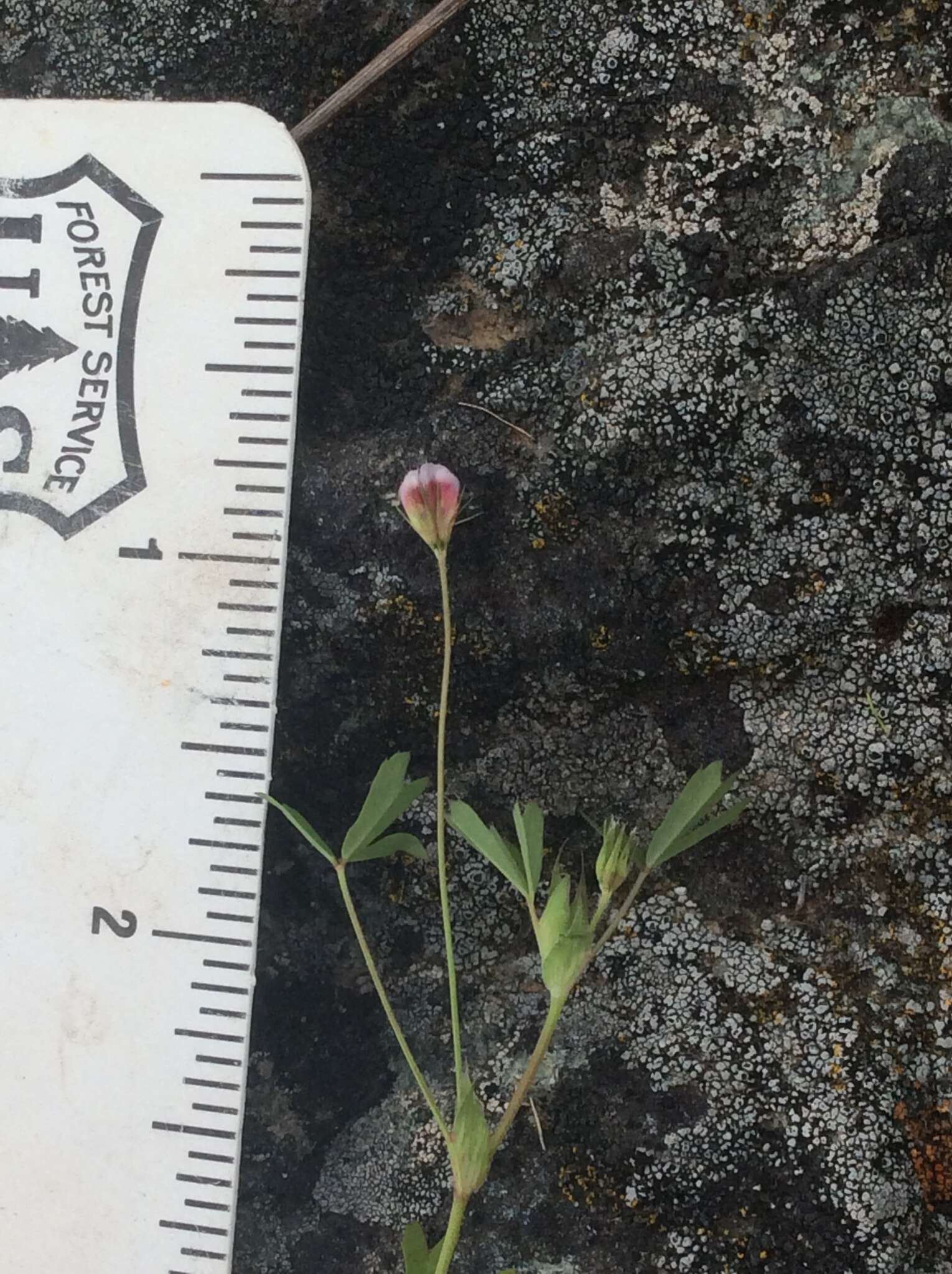 Image of Trifolium bifidum var. bifidum