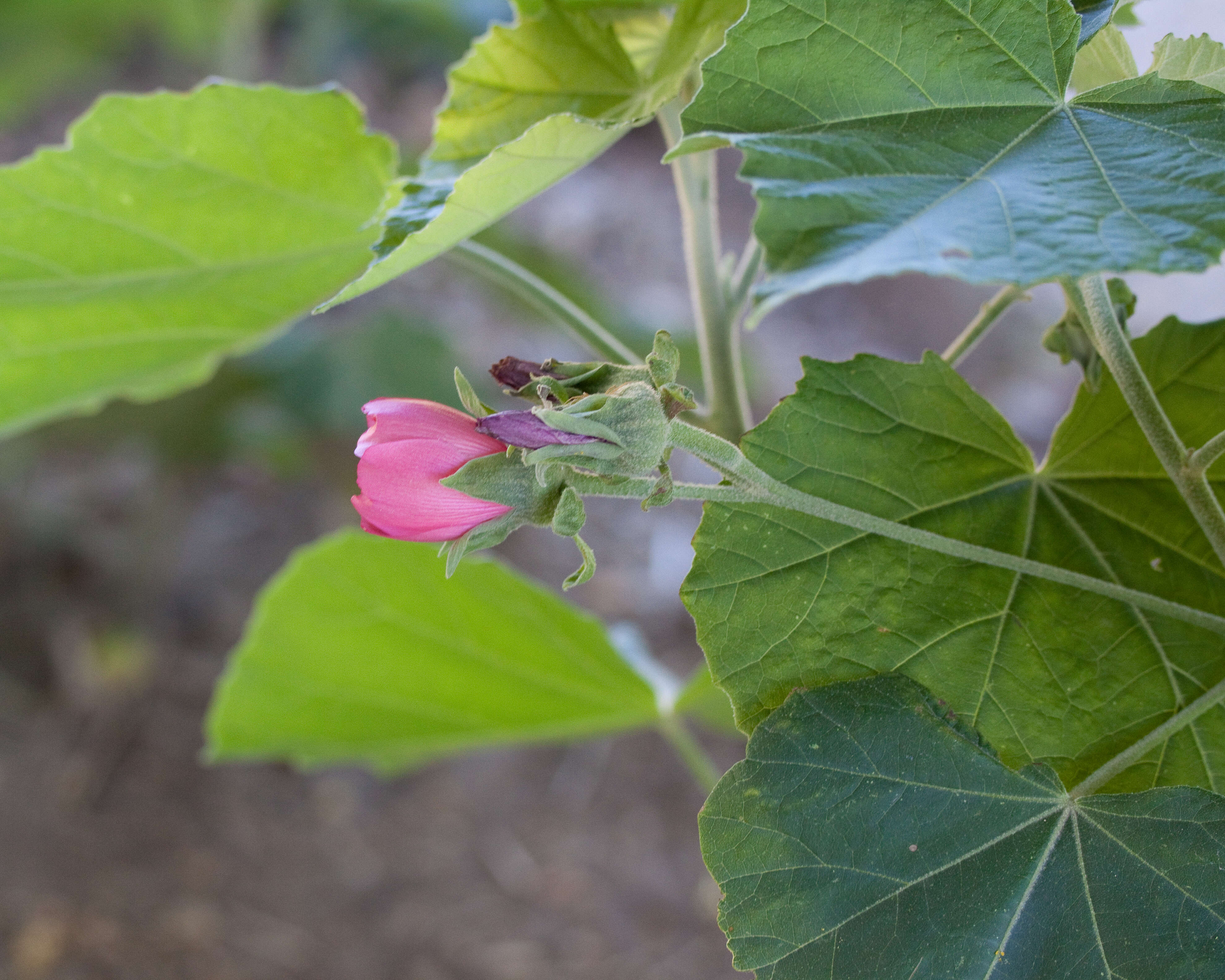 Phymosia umbellata (Cav.) Kearney的圖片