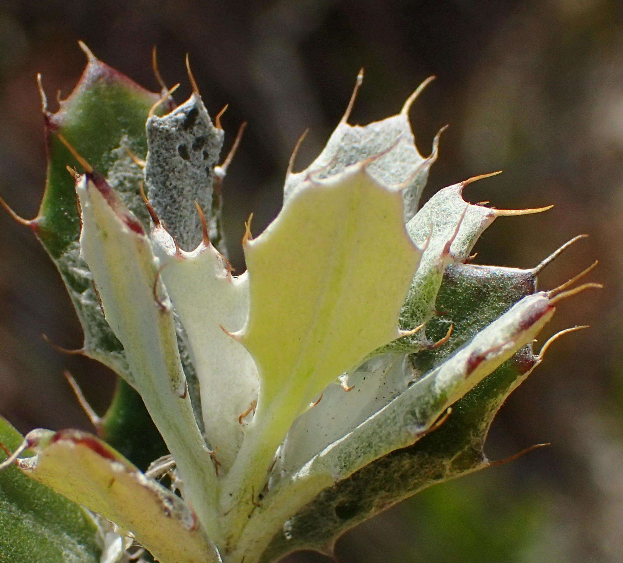 Image of Berkheya coriacea Harv.