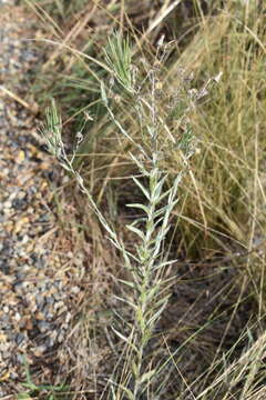 Image of Pityopsis aequilifolia