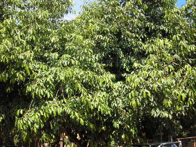 Image of Java plum