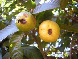 Image of guava