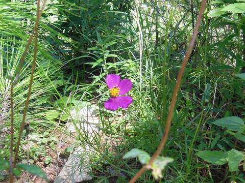 Image of Cosmos crithmifolius Kunth