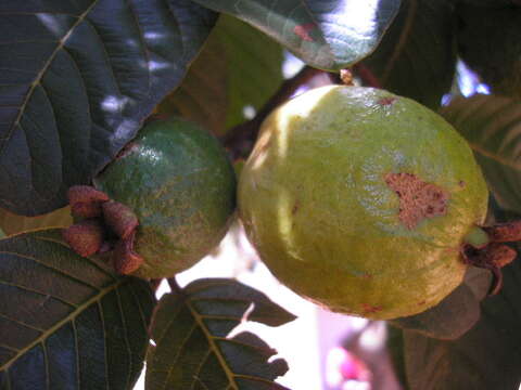 Image of guava