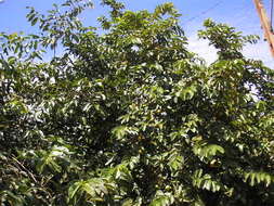 Image of guava