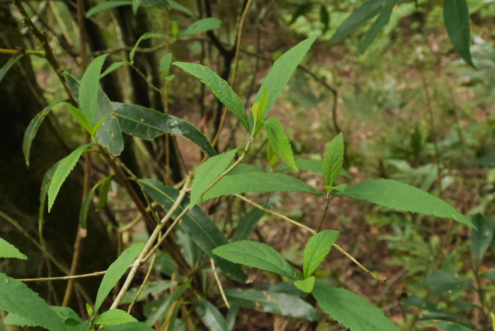 Image of Callicarpa randaiensis Hayata