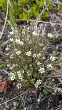 Image of Boreal Stitchwort