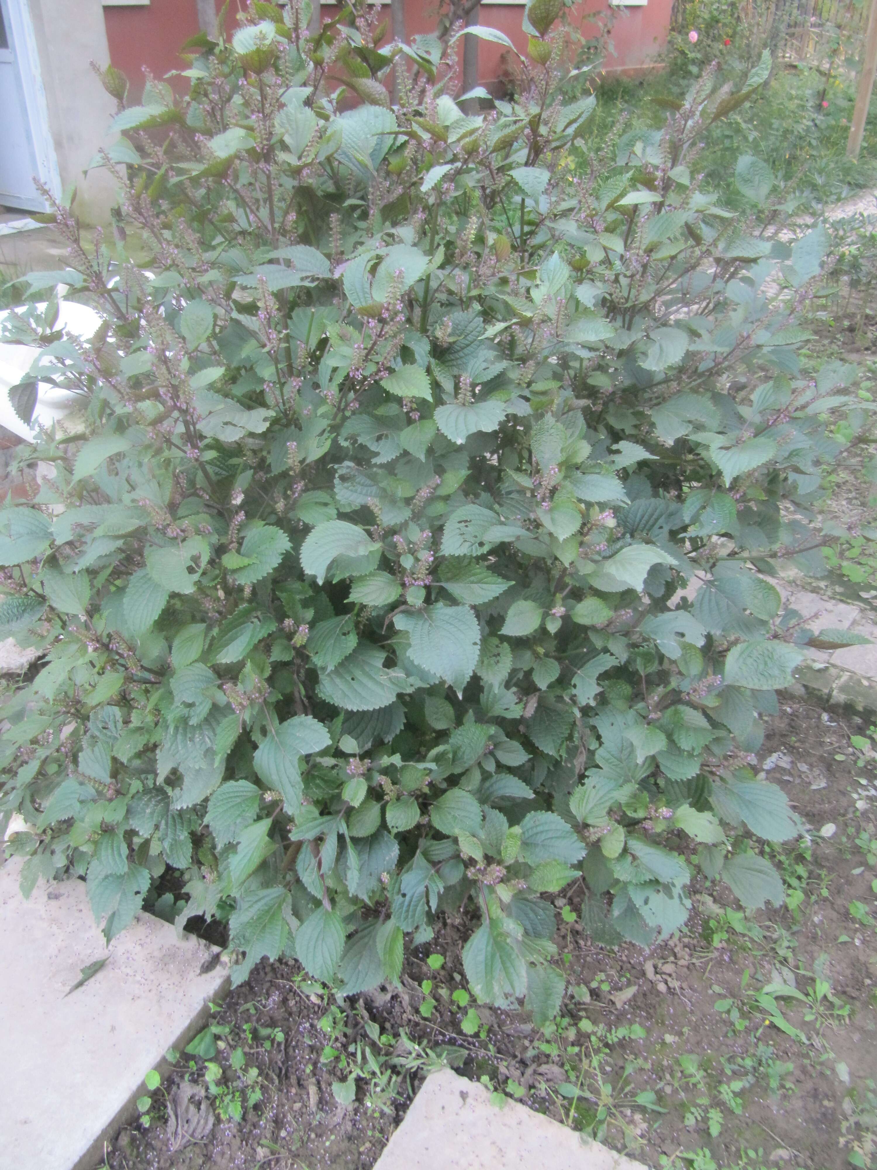 Image of beefsteakplant