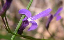 Image of Lobelia dentata Cav.