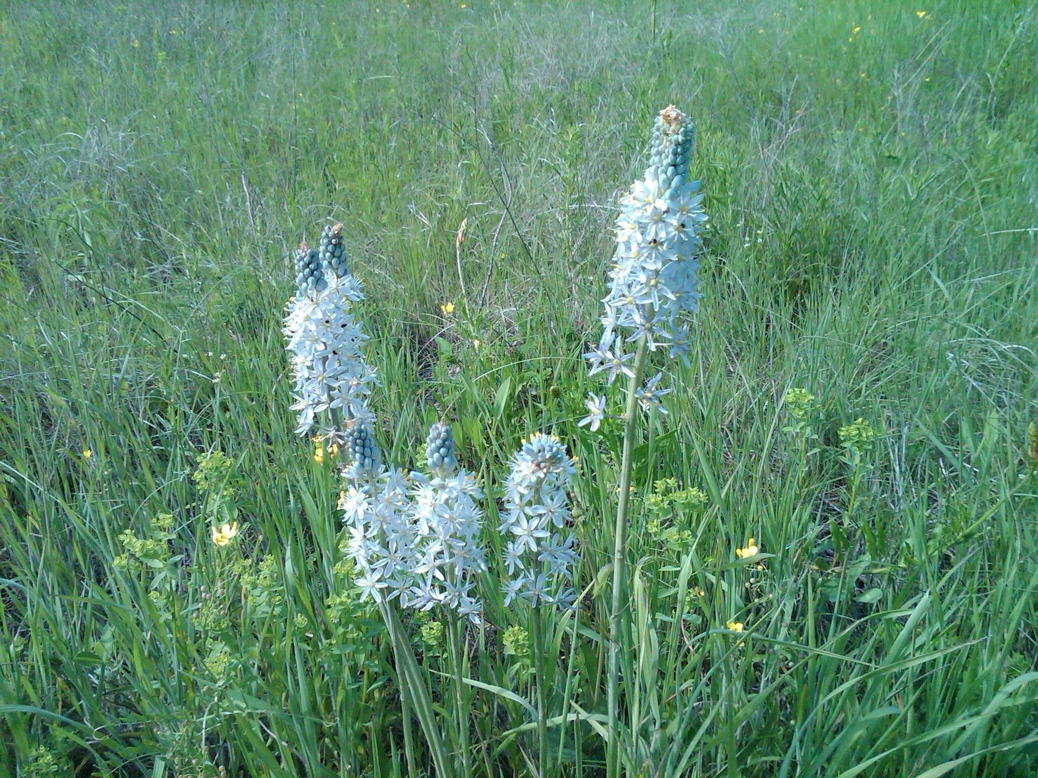 Imagem de Camassia scilloides (Raf.) Cory