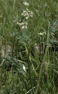 Image of Rocky Mountain hemlockparsley