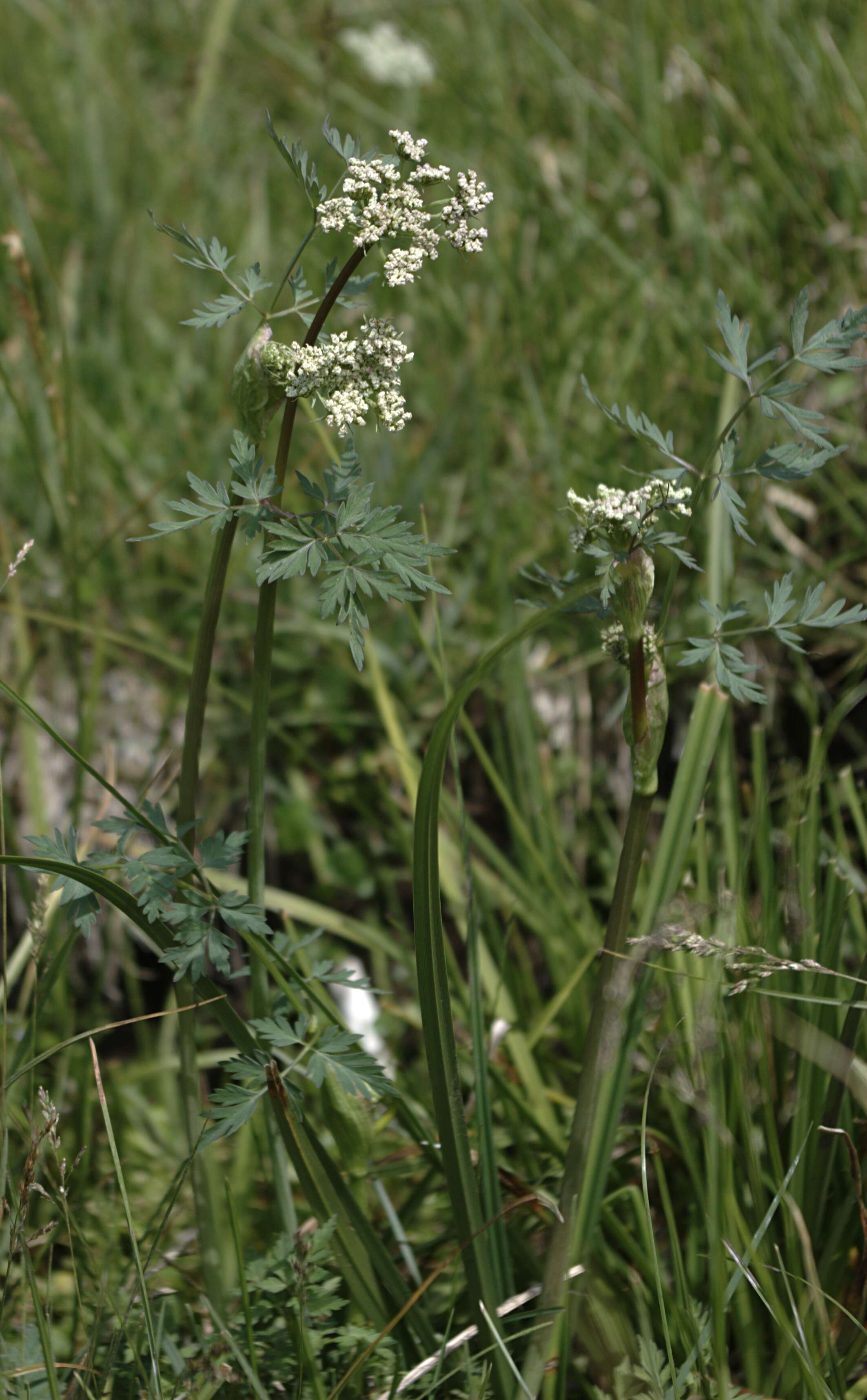 Imagem de Conioselinum scopulorum (A. Gray) Coult. & Rose