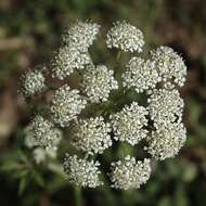 Image of Rocky Mountain hemlockparsley