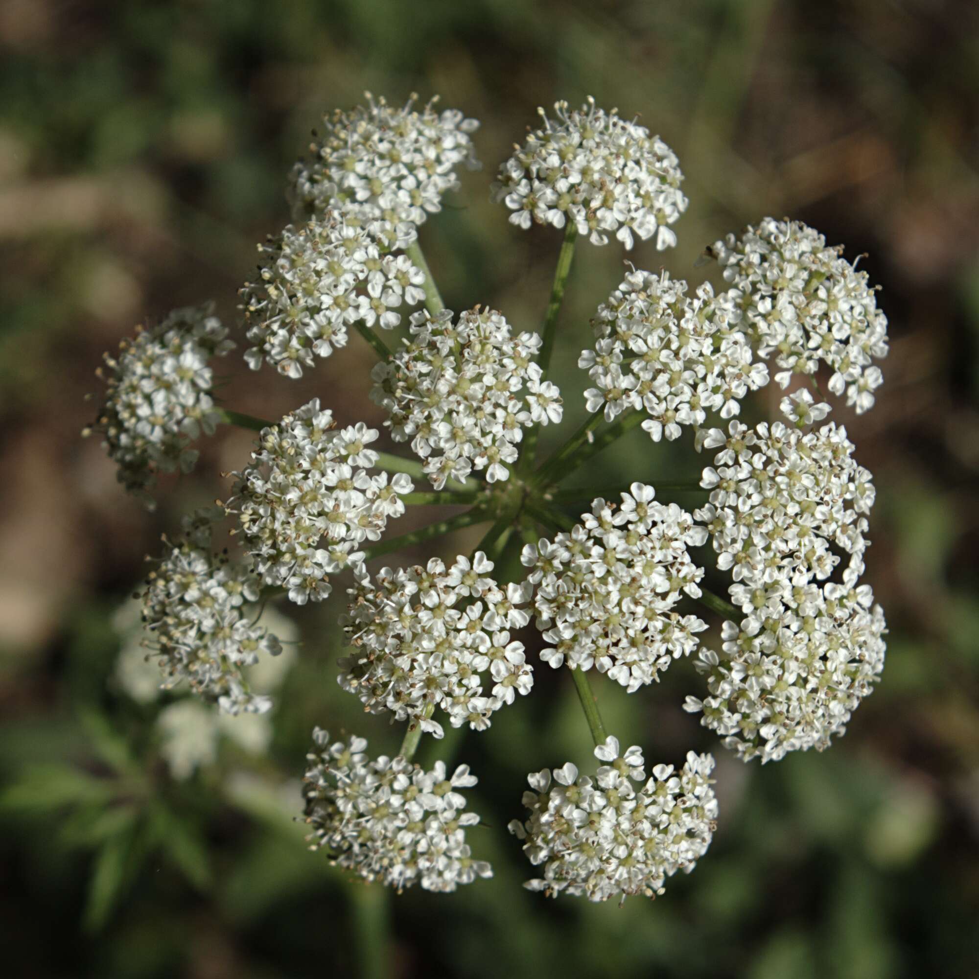 Image of Rocky Mountain hemlockparsley