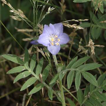 Image de Polemonium foliosissimum A. Gray