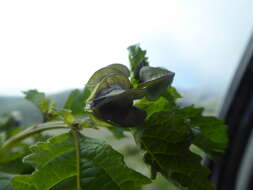 Nicandra yacheriana S. Leiva resmi