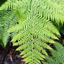 Image of Common Ground Fern