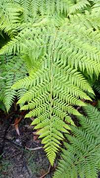 Image of Common Ground Fern