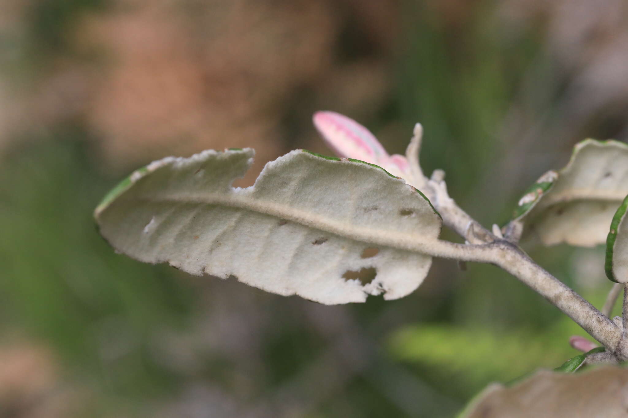 Image of Olearia covenyi N. S. Lander