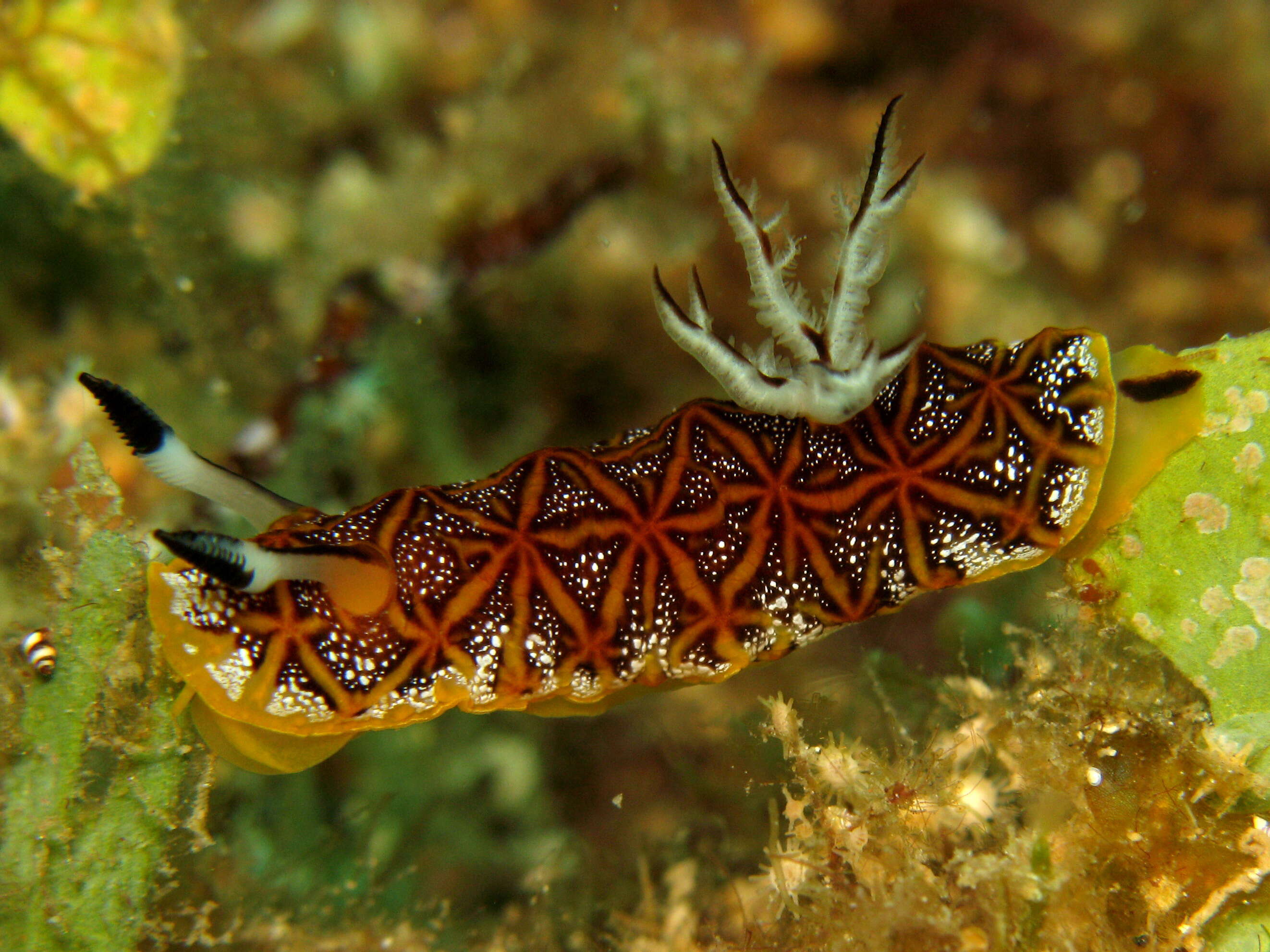 Image of Orange edged ridged black slug