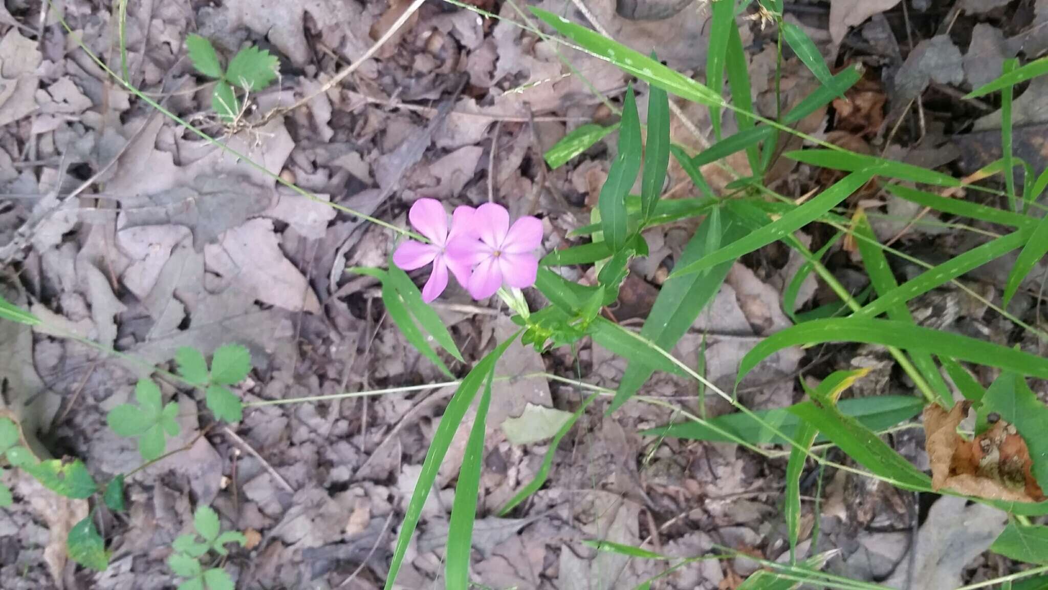 Image of smooth phlox