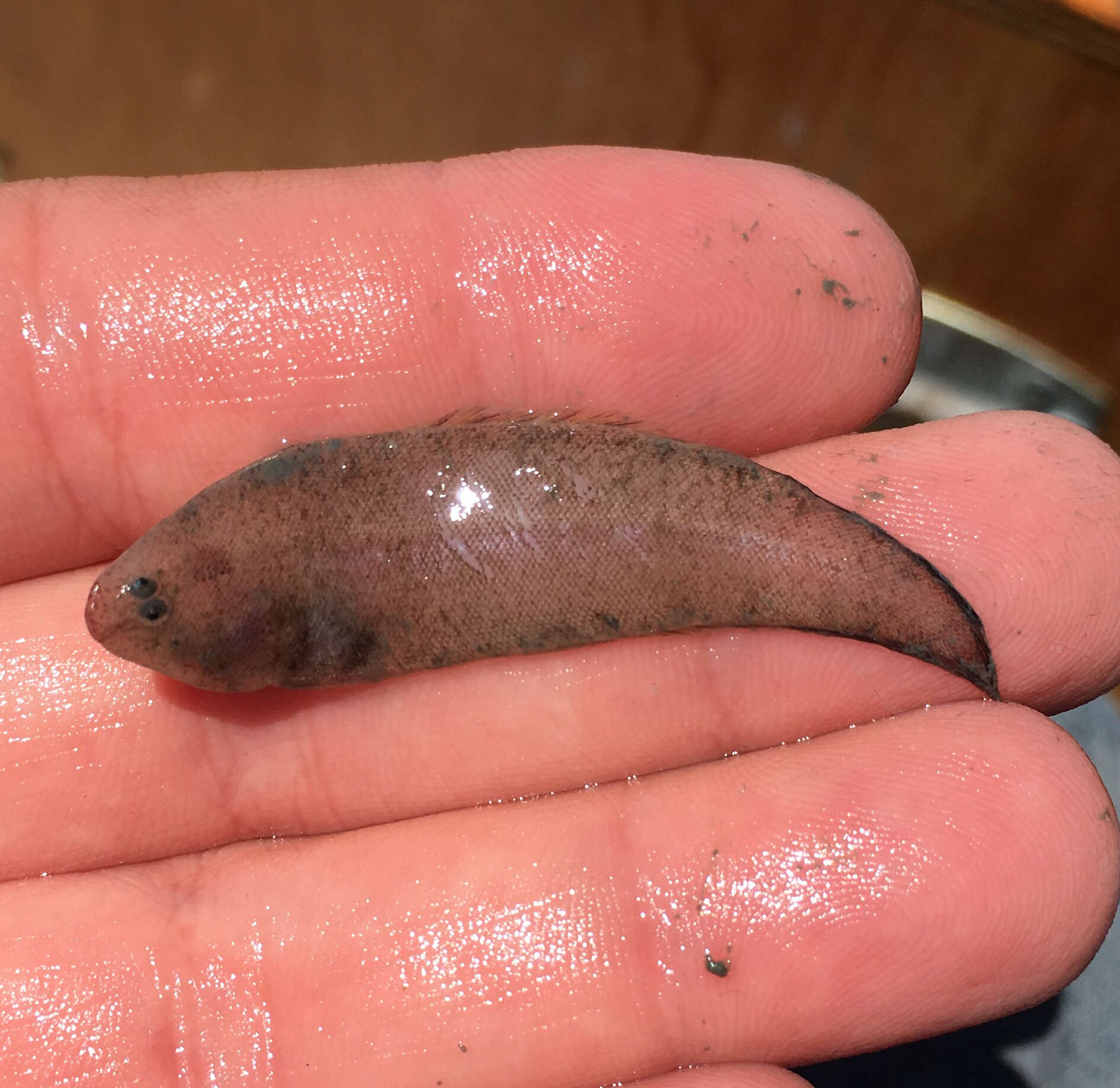 Image of California tonguefish