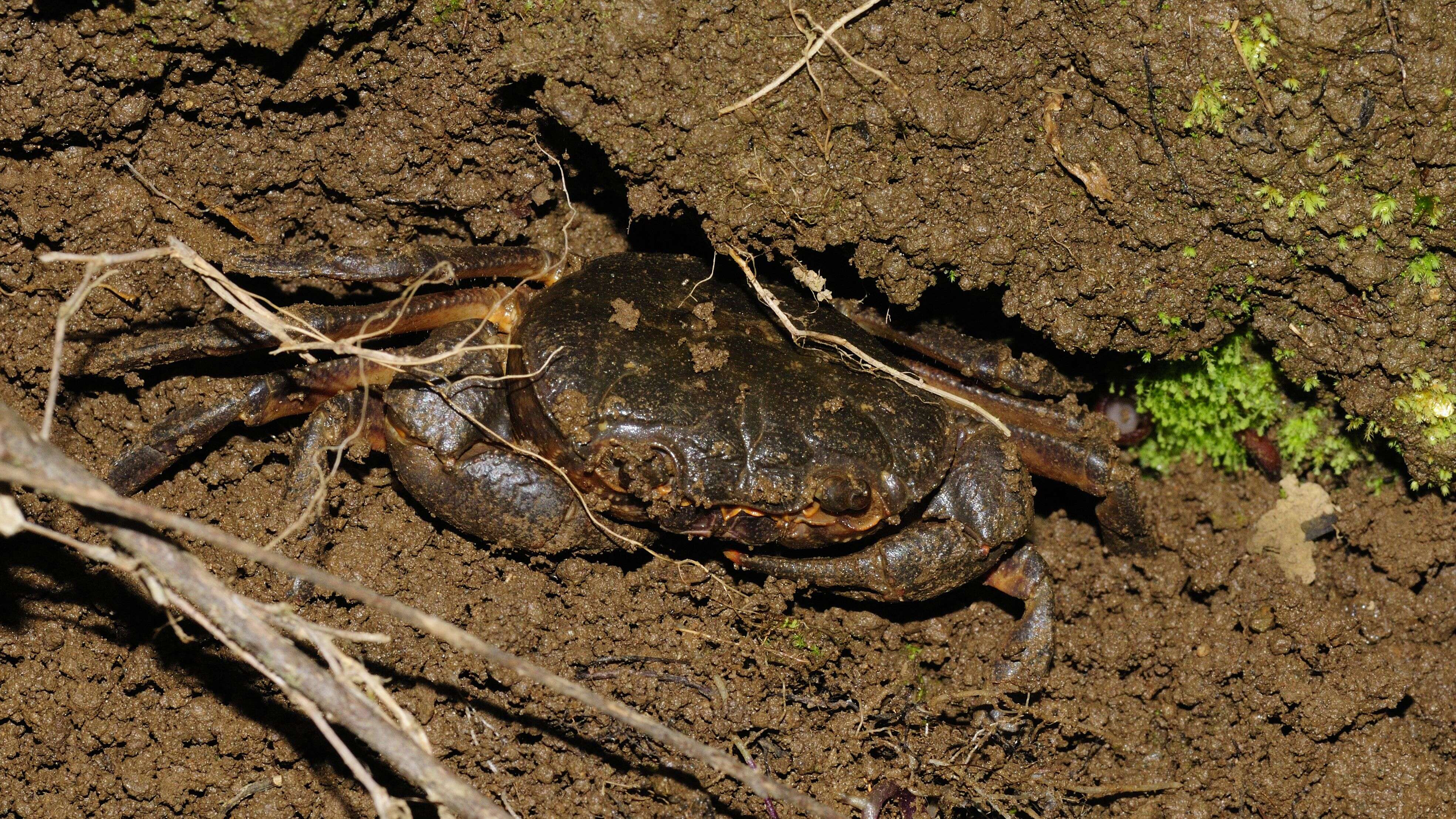 Plancia ëd Potamon ibericum (Bieberstein 1809)